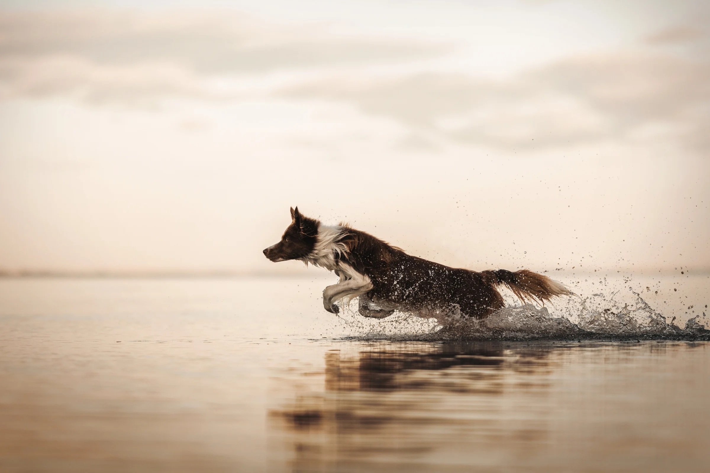 Dog running freely through water, embodying true spirit and natural vitality