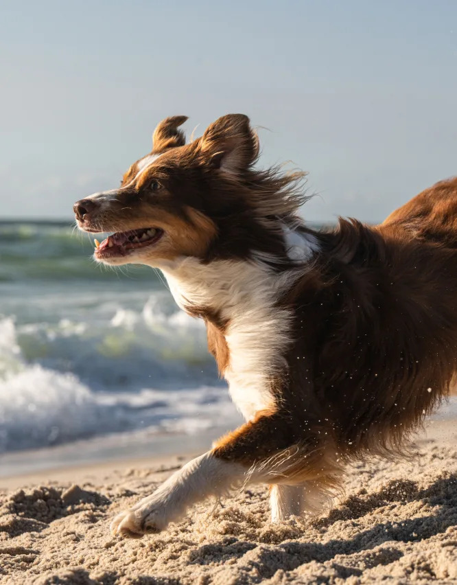 Dog on beach