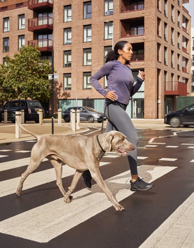 Dog walking on crosswalk